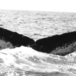 Fluke of Ecume