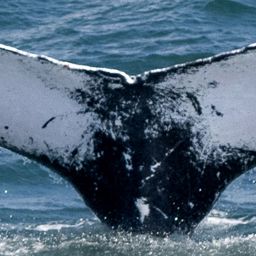Fluke of HW-MN0103438