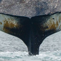 Fluke of HW-MN0200374
