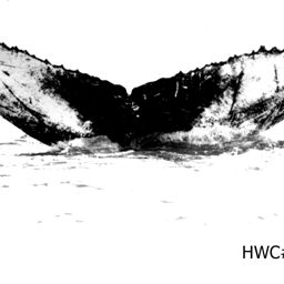 Fluke of NA-7242