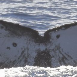 Fluke of CRC-22152