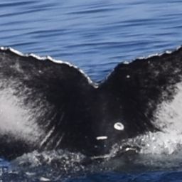 Fluke of HW-MN0444424