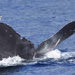 Fluke of CRC-22153