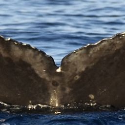 Fluke of HW-MN0444437