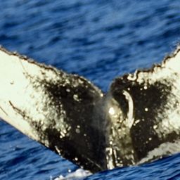 Fluke of HW-MN0444441
