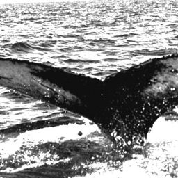 Fluke of NA-7580