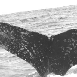Fluke of CRC-15864
