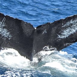 Fluke of NA-7195