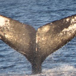 Fluke of CRC-23255