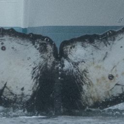 Fluke of HW-MN1304908