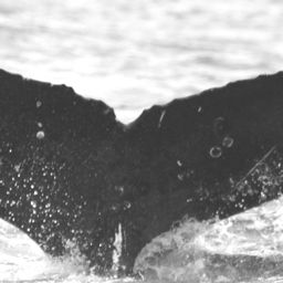 Fluke of CRC-15860