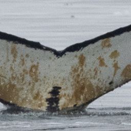 Fluke of HW-MN1304948