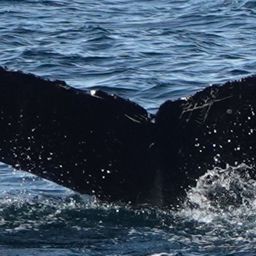 Fluke of HW-MN1304952
