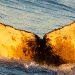Fluke of HW-MN1304955