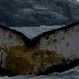 Fluke of HW-MN1304958