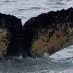 Fluke of HW-MN1304959