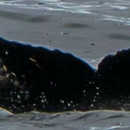 Fluke of HW-MN1304964