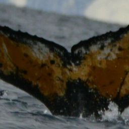 Fluke of HW-MN1304981