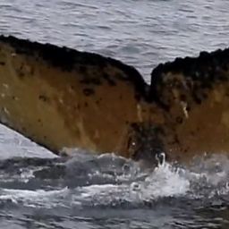 Fluke of HW-MN1305001
