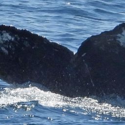 Fluke of NA-7199