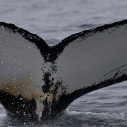 Fluke of NA-7597