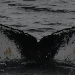 Fluke of HW-MN1305109