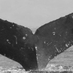 Fluke of CRC-12330