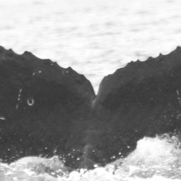 Fluke of CRC-15677