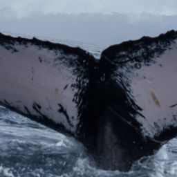 Fluke of HW-MN1305134