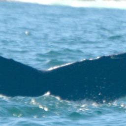 Fluke of CRC-21658