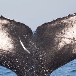 Fluke of CRC-21662