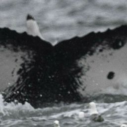 Fluke of ниша