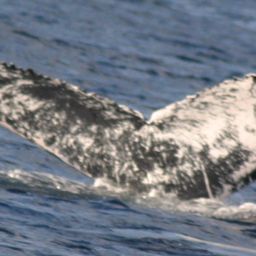 Fluke of NA-7257