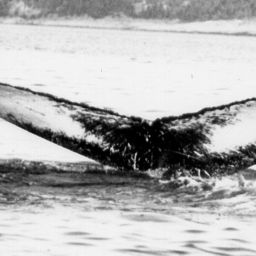 Fluke of NA-7391