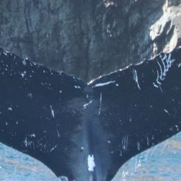 Fluke of NA-7451