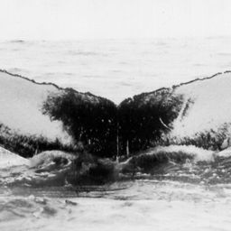 Fluke of NA-9030