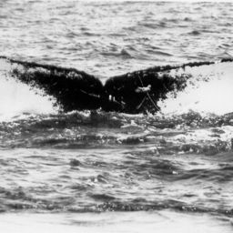Fluke of NA-9029