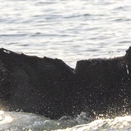 Fluke of CRC-21667