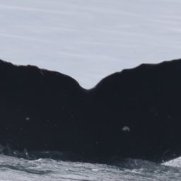 Fluke of 2021 calf of Sirius