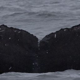 Fluke of CRC-21106