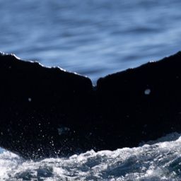 Fluke of CRC-21105