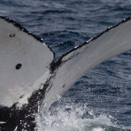 Fluke of CRC-21672