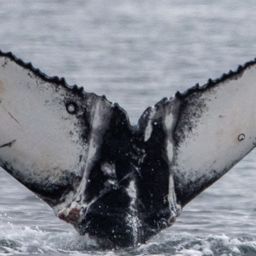 Fluke of CRC-21673