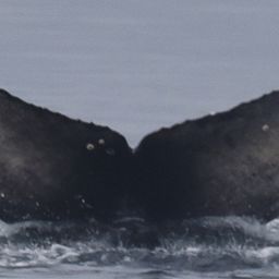Fluke of CRC-21104