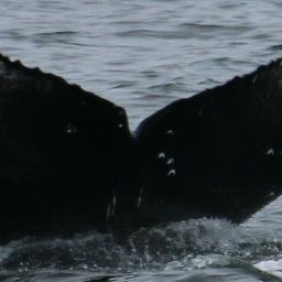 Fluke of Gossamer