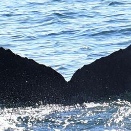 Fluke of 2022 calf of Ocean