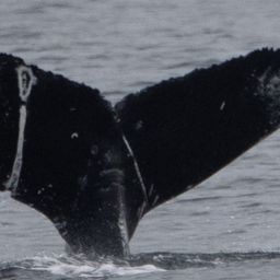 Fluke of CRC-21681