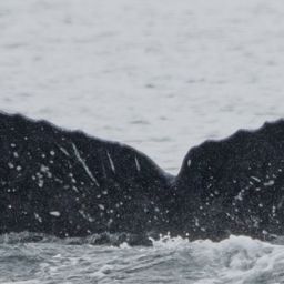 Fluke of CRC-21684