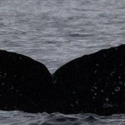 Fluke of CRC-21685
