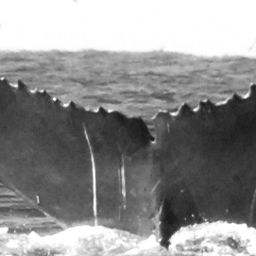 Fluke of CRC-15797